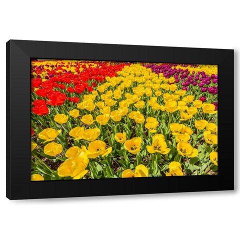 Mount Vernon-Washington State-USA Tulip garden Black Modern Wood Framed Art Print with Double Matting by Horton, Janet