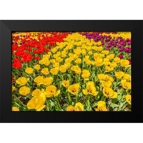 Mount Vernon-Washington State-USA Tulip garden Black Modern Wood Framed Art Print by Horton, Janet