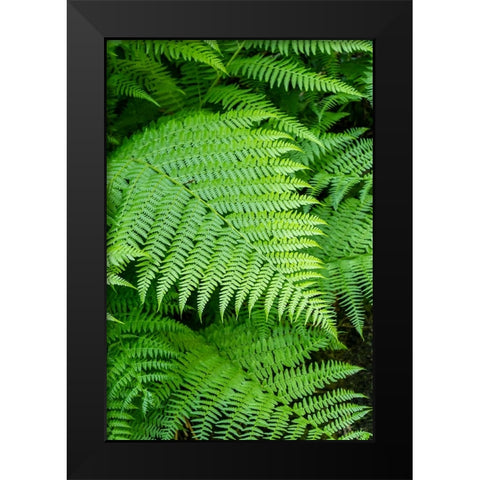 Issaquah-Washington State-USA Lady Fern frond Black Modern Wood Framed Art Print by Horton, Janet