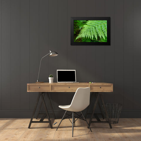 Issaquah-Washington State-USA Lady Fern frond Black Modern Wood Framed Art Print by Horton, Janet