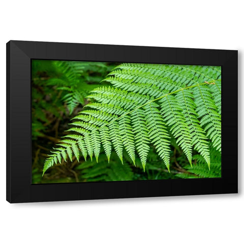 Issaquah-Washington State-USA Lady Fern frond Black Modern Wood Framed Art Print with Double Matting by Horton, Janet