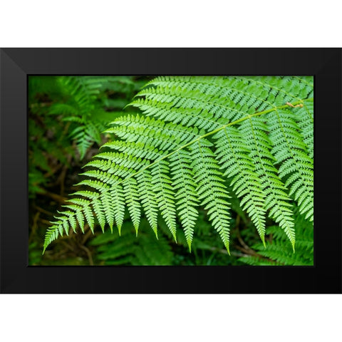 Issaquah-Washington State-USA Lady Fern frond Black Modern Wood Framed Art Print by Horton, Janet