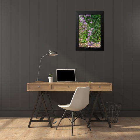 Issaquah- Washington State- USA. Over-wintered chive plants in blossom Black Modern Wood Framed Art Print by Horton, Janet