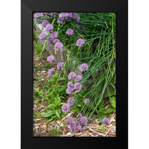 Issaquah- Washington State- USA. Over-wintered chive plants in blossom Black Modern Wood Framed Art Print by Horton, Janet
