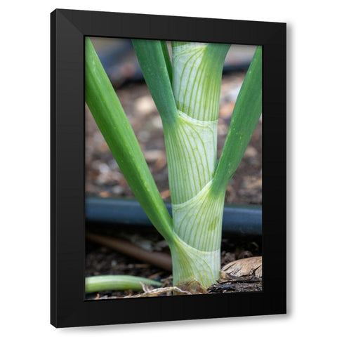 Issaquah- Washington State- USA. Close-up of an onion stalk Black Modern Wood Framed Art Print by Horton, Janet