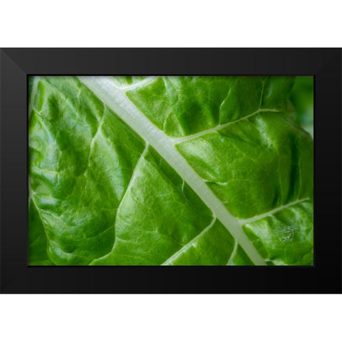 Issaquah- Washington State- USA. Close-up of Fordhook giant Swiss chard leaf Black Modern Wood Framed Art Print by Horton, Janet