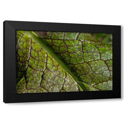 Issaquah- Washington State- USA. Close-up of a mustard greens leaf Black Modern Wood Framed Art Print by Horton, Janet