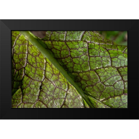 Issaquah- Washington State- USA. Close-up of a mustard greens leaf Black Modern Wood Framed Art Print by Horton, Janet