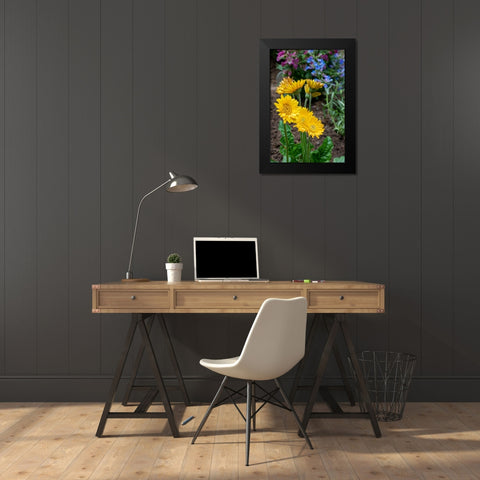 Issaquah- Washington State- USA. Garvinea Sweet Smile Gerber Daisies (yellow flowers). Black Modern Wood Framed Art Print by Horton, Janet