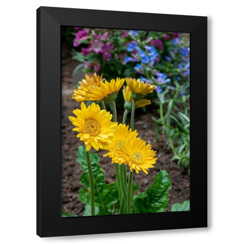 Issaquah- Washington State- USA. Garvinea Sweet Smile Gerber Daisies (yellow flowers). Black Modern Wood Framed Art Print by Horton, Janet