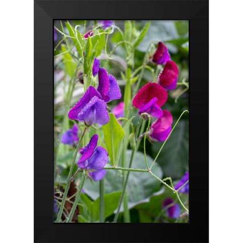 Issaquah- Washington State- USA. Sweet Pea flowers- also known as Perennial pea or Everlasting pea Black Modern Wood Framed Art Print by Horton, Janet