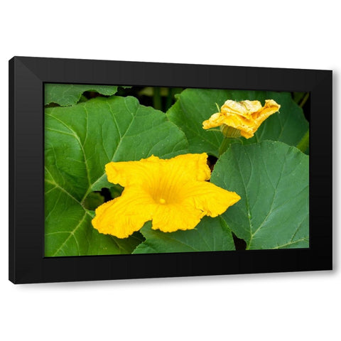 Issaquah- Washington State- USA. Blossom on a summer squash plant. Black Modern Wood Framed Art Print with Double Matting by Horton, Janet