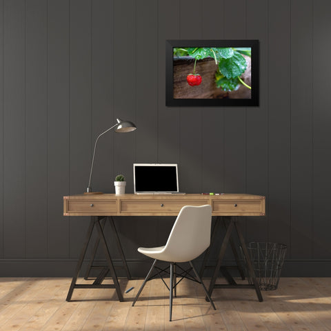 Issaquah- Washington State- USA. Ripe strawberry- with raindrops- ready to harvest. Black Modern Wood Framed Art Print by Horton, Janet
