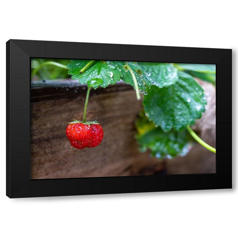 Issaquah- Washington State- USA. Ripe strawberry- with raindrops- ready to harvest. Black Modern Wood Framed Art Print by Horton, Janet