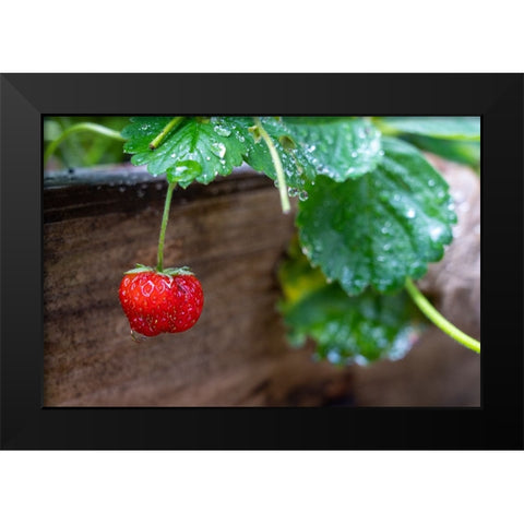 Issaquah- Washington State- USA. Ripe strawberry- with raindrops- ready to harvest. Black Modern Wood Framed Art Print by Horton, Janet