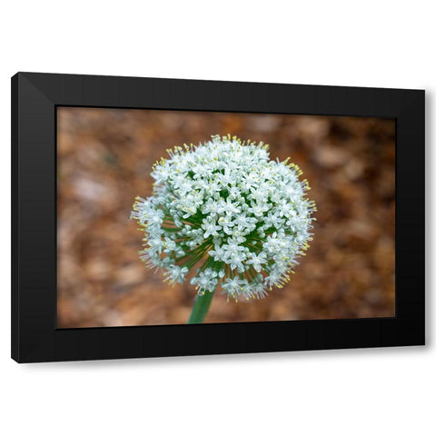 Issaquah- Washington State- USA. Onion plant bolting- or gone to seed. Black Modern Wood Framed Art Print with Double Matting by Horton, Janet