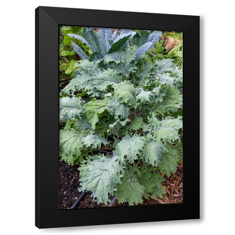Issaquah- Washington State- USA. Red Russian kale plants in front and Dinosaur kale at the rear. Black Modern Wood Framed Art Print by Horton, Janet