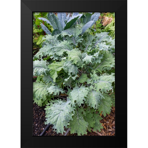 Issaquah- Washington State- USA. Red Russian kale plants in front and Dinosaur kale at the rear. Black Modern Wood Framed Art Print by Horton, Janet