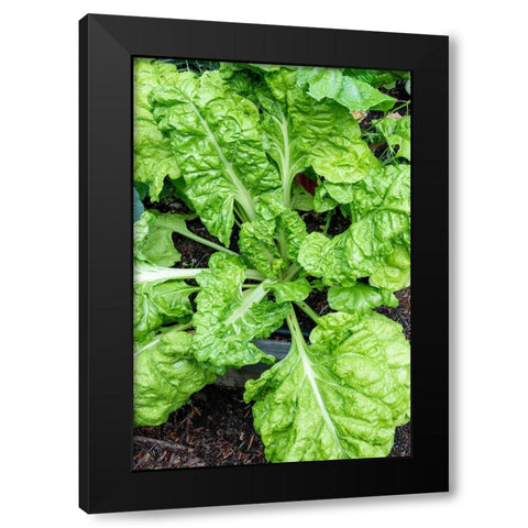 Issaquah- Washington State- USA. Fordhook giant Swiss chard plant Black Modern Wood Framed Art Print with Double Matting by Horton, Janet
