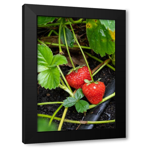 Issaquah- Washington State- USA. Ripe strawberries ready to harvest Black Modern Wood Framed Art Print by Horton, Janet