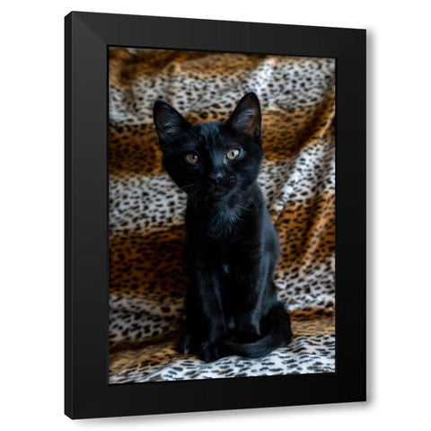 Two month old black kitten  Black Modern Wood Framed Art Print by Horton, Janet