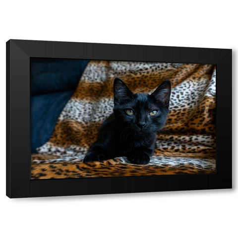 Two month old black kitten  Black Modern Wood Framed Art Print with Double Matting by Horton, Janet