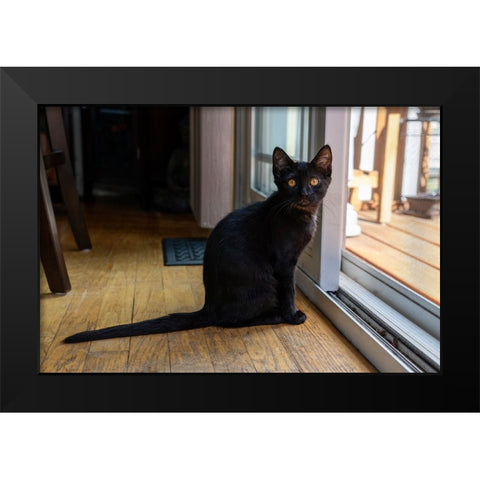 Two month old black kitten sitting by a sliding glass door  Black Modern Wood Framed Art Print by Horton, Janet