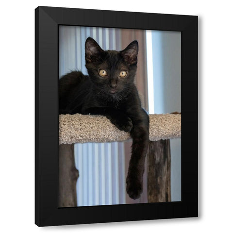 Two month old black kitten resting on a cat tower Black Modern Wood Framed Art Print with Double Matting by Horton, Janet