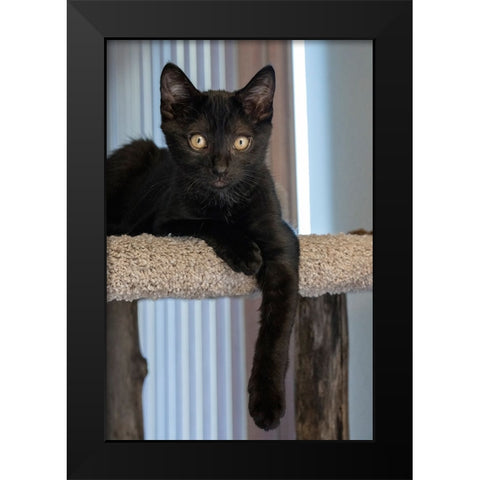 Two month old black kitten resting on a cat tower Black Modern Wood Framed Art Print by Horton, Janet