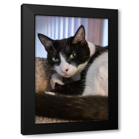 Black and white cat resting on its cat tower Black Modern Wood Framed Art Print with Double Matting by Horton, Janet