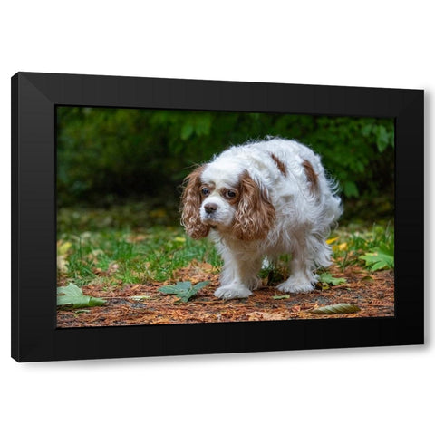 Issaquah- Washington State- USA. Sad-looking- elderly Cavalier King Charles Spaniel Black Modern Wood Framed Art Print by Horton, Janet