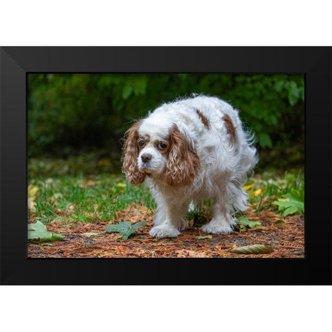 Issaquah- Washington State- USA. Sad-looking- elderly Cavalier King Charles Spaniel Black Modern Wood Framed Art Print by Horton, Janet