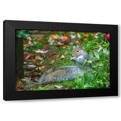 Issaquah- Washington State- USA. Western grey squirrel on the ground eating a nut Black Modern Wood Framed Art Print with Double Matting by Horton, Janet