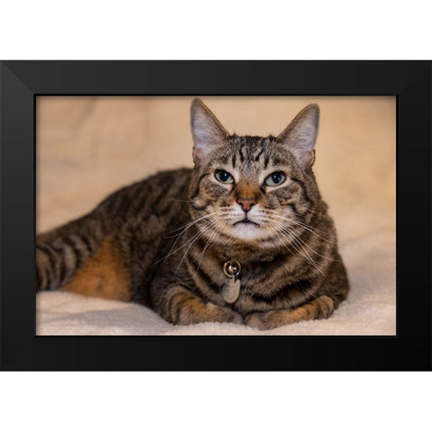 Issaquah- Washington State- USA. Ten year old American short-haired cat. Black Modern Wood Framed Art Print by Horton, Janet