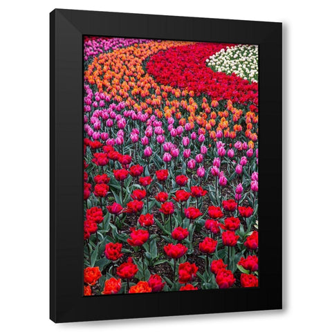 Mount Vernon-Washington State-multi-colored tulips in a curvy pattern Black Modern Wood Framed Art Print with Double Matting by Sienda, Jolly
