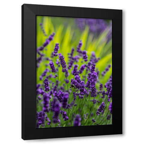 Sequim-Washington State-lavender field blooms Black Modern Wood Framed Art Print by Sienda, Jolly