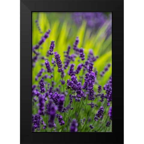 Sequim-Washington State-lavender field blooms Black Modern Wood Framed Art Print by Sienda, Jolly