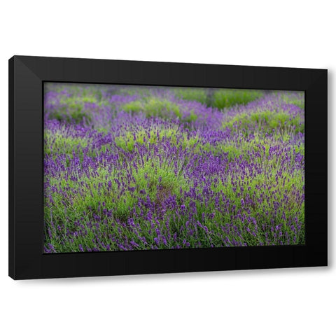 Bremerton-Washington State-lavender garden Black Modern Wood Framed Art Print by Sienda, Jolly