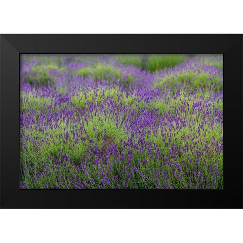 Bremerton-Washington State-lavender garden Black Modern Wood Framed Art Print by Sienda, Jolly