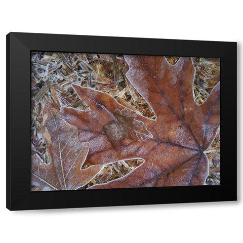 Washington State Central Cascades-Frosty Leaves Black Modern Wood Framed Art Print by Wild, Jamie and Judy