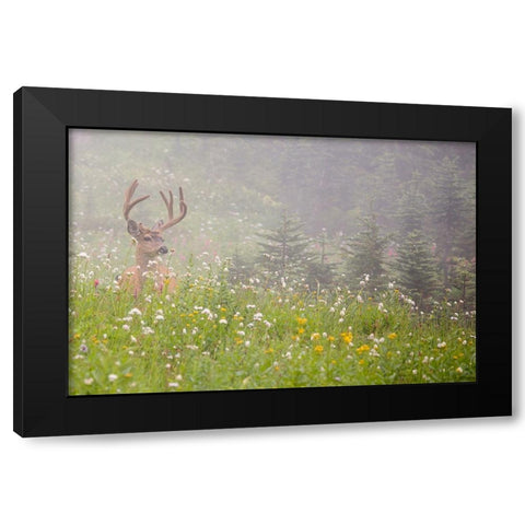 WA-Mount Rainier National Park-Black-tailed deer buck in wildflower meadow-Odocoileus hemionus Black Modern Wood Framed Art Print by Wild, Jamie and Judy