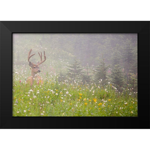 WA-Mount Rainier National Park-Black-tailed deer buck in wildflower meadow-Odocoileus hemionus Black Modern Wood Framed Art Print by Wild, Jamie and Judy