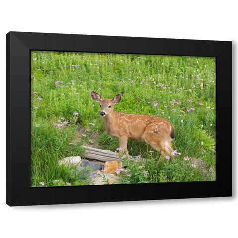 WA-Mount Rainier National Park-Black-tailed deer-fawn-Odocoileus hemionus Black Modern Wood Framed Art Print with Double Matting by Wild, Jamie and Judy