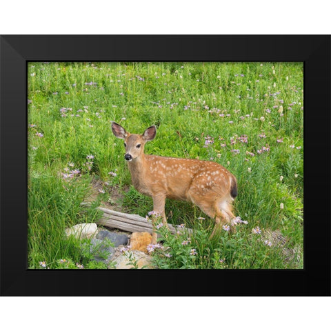 WA-Mount Rainier National Park-Black-tailed deer-fawn-Odocoileus hemionus Black Modern Wood Framed Art Print by Wild, Jamie and Judy
