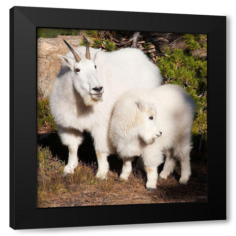 WA-Alpine Lakes Wilderness-mountain goats-nanny and kid Black Modern Wood Framed Art Print with Double Matting by Wild, Jamie and Judy