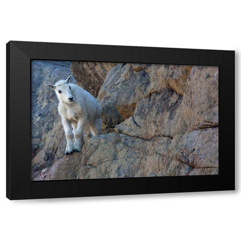 WA-Alpine Lakes Wilderness-Ingalls Lake area-Kid (baby) goat on cliff Black Modern Wood Framed Art Print by Wild, Jamie and Judy