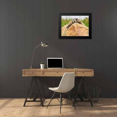 WA-Mount Rainier National Park-Hoary Marmot (Marmota caligata) Black Modern Wood Framed Art Print by Wild, Jamie and Judy