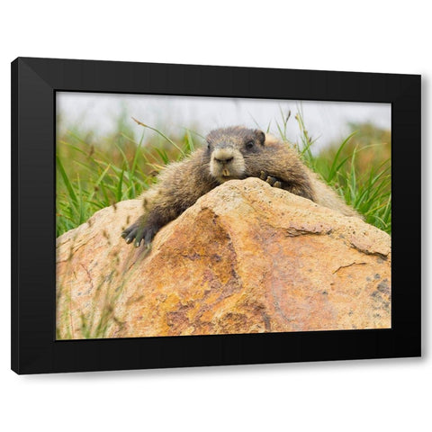 WA-Mount Rainier National Park-Hoary Marmot (Marmota caligata) Black Modern Wood Framed Art Print by Wild, Jamie and Judy