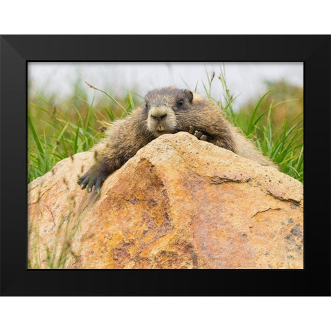 WA-Mount Rainier National Park-Hoary Marmot (Marmota caligata) Black Modern Wood Framed Art Print by Wild, Jamie and Judy