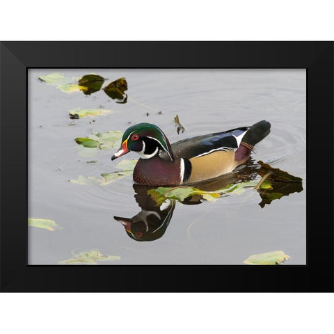 WA-Juanita Bay Wetland-Wood Duck-male (Aix sponsa) Black Modern Wood Framed Art Print by Wild, Jamie and Judy